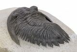 Detailed Hollardops Trilobite - Ofaten, Morocco #221034-5